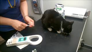 Microchipping your pet cat easy and harmless and helps wildcats [upl. by Dianna]