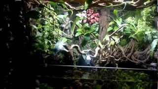 Paludarium en Lucy [upl. by Philip928]