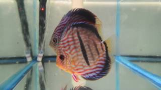 Dr Teoh Red Heckel x Red Turquoise Discus Breeding Pair With Fry [upl. by Hogarth]