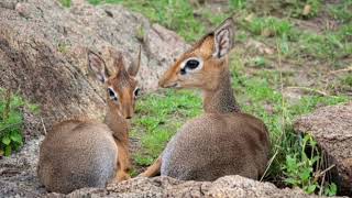 Facts About DikDik Antelope [upl. by Akinwahs488]