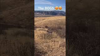 The BIRD DOGS make it fun birddog shorts huntingdog hunt hunting gundog uplandhunting [upl. by Aihk846]