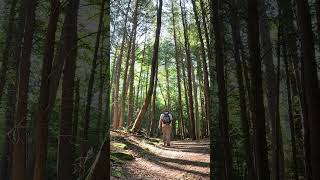 Cook Forest  Tallest Trees in the Eastern United States [upl. by Pammy]