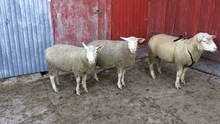 Purple line breeding group of IleDeFrance sheep [upl. by Herschel]