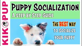 Puppy Socialization Guide  the BEST and SAFEST way [upl. by Ilatan]