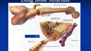 Basic Bone Healing [upl. by Carlick571]