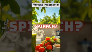 Moringa Tree Benefits moringabenefits moringatree moringa Superfood moringaseeds Wellness [upl. by Ahsekad]