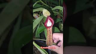 plants nepenthes insects pitcherplants nature carnivorousplants pitcherplant gardening [upl. by Emanuel763]