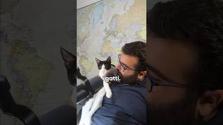 La storia non conosciuta dei Gatti durante lepoca vittoriana NuPostNuisiaRaridi [upl. by Lola]