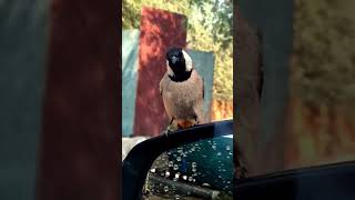 Whiteeared bulbul nature animal life savebirds savenature [upl. by Ahtael340]