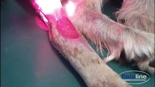 Laser veterinario Biostimolazione cicatrizzazioneVeterinary laser Biostimulation healing [upl. by Lyrrehs399]