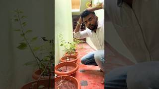 Plant repotting soil mix tamil  How to make perfect soilmix for plants chedivalarpu shortsfeed [upl. by Baylor]