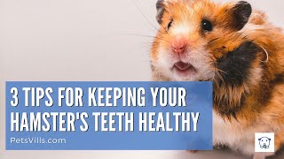 How To Take Care Of Hamster Teeth [upl. by Voltz]