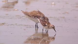 Rednecked and Little Stints  juvenile plumage [upl. by Sol]