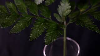 Leather Leaf Fern [upl. by Lundgren]