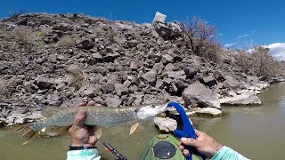 pikesmallmouth fishing from the kayak at Cochiti Lake [upl. by Tigirb853]