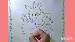 lnternal structure of human heart showing path of blood flow 🫀 full name diagram [upl. by Nnaharas881]