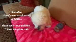 DIY Galletas para Perritos de higados de Pollo [upl. by Ahrendt881]