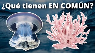 La conexión evolutiva entre las medusas y los corales [upl. by Azelea]