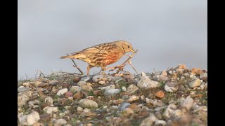 Alpine Accentor Slaughden Suffolk 271022 [upl. by Jabez]