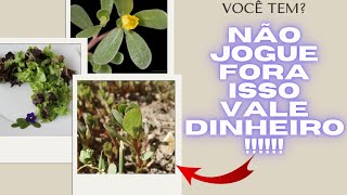 BELDROEGA como identificar está planta panc flor comestível e benefícios saúde hortatopbrasil [upl. by Eelyrehc]