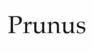 How to Pronounce Prunus [upl. by Eckmann]