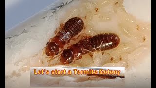 How Termites Enrich Ecosystems  HHMI BioInteractive Video [upl. by Jaan]