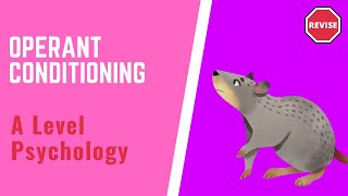 A Level Psychology  Operant Conditioning [upl. by Akerdal]