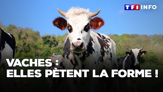 Cette ferme expérimentale tente de réduire la production de méthane des bovins [upl. by Ruben]