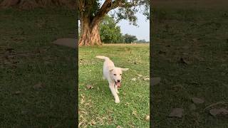 Max lebradog max doglover dog trending shorts youtubeshorts youtube tiktok fyp [upl. by Nywled]