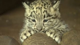 Zoo britânico apresenta raro filhote de leopardo das neves [upl. by Kath703]