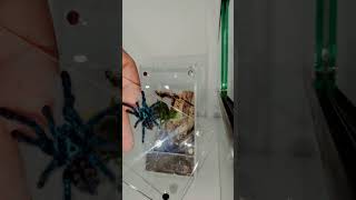 Caribena Versicolor juvie  Antilles Pinktoe Tarantula Rehousing [upl. by Fellows]