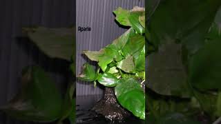 LAS ANUBIAS plantas anubias acuarioplantado [upl. by Lessirg]