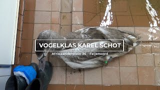 TV Feijenoord  Vogelklas Karel Schot [upl. by Teague967]