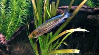 Ornate Rainbowfish Rhadinocentrus ornatus fighting [upl. by Animar]