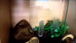 Review Vivexotic ReptiHome Vivarium 23quot For Leopard Geckos amp Other small reptiles [upl. by Yelyab]