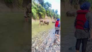 Lihat Gajah Mandi di Tangkahan Sumut [upl. by Acsehcnarf]