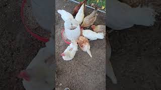 5 eggs farmlifeupdate hobbyfarm homestead chicken egg egglife eggfarm chickenegg farmlove [upl. by Alana]