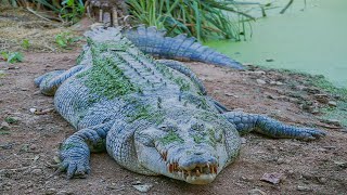 Big Crocodile Spotted In Salt River Clarendon J A [upl. by Trotter]