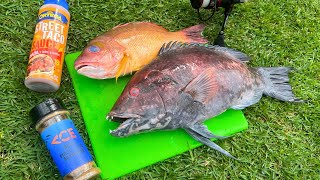 Catch n’ Cook Toothy Hogfish Hawaii Fishing [upl. by Atiroc846]