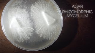 Rhizomorphic Mycelium Agar Plates MEA  MYA Dish or No Pour Jar Recipe Cloning Spores Transfers [upl. by Burd]