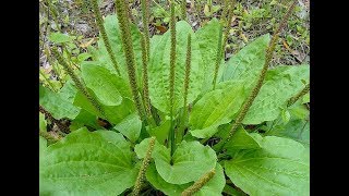 Patlagina  Planta care trateaza 1001 de boli [upl. by Nimrak]