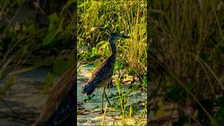 Amazing Flight of Juvenile YellowCrowned NightHeron shorts [upl. by Shields]