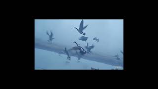 Some DUCK HUNTING ACTION duckhunting SHOTKAM gopro [upl. by Fairleigh]