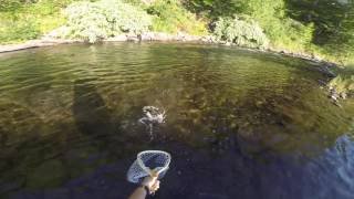 Willowemoc Creek  Brown trout on a dry fly [upl. by Aehtrod]