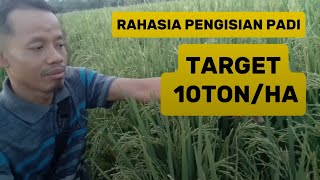 Rahasia Pengisian Padi Target 10 tonhektar [upl. by Yennor]