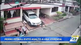 Perro pitbull sacó corriendo a delincuentes que pretendían robar casa en Los Álamos  Sep 11 2017 [upl. by Shelman]