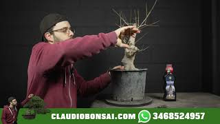 PERCHÈ SCEGLIERE UN ACERO PER FARE BONSAI [upl. by Fabi]