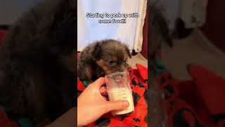 This family rescues little puppy Rescue Squad rescueanimals animals puppy loveanimal viralshorts [upl. by Aoh]