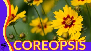 Everything You Wanted to Know About Coreopsis [upl. by Weider888]