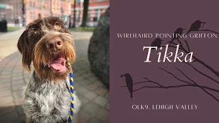 Best Bird Dog Trainers  2 Year Old Wirehaired Pointing Griffon Tikka [upl. by Pacifa421]